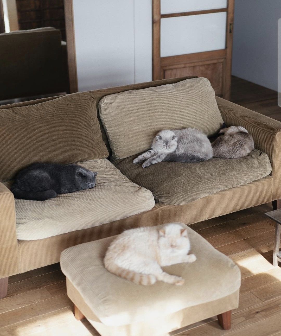 Cat Lounge Visit at Pawsitivitea CNY Cafe & Cat Lounge